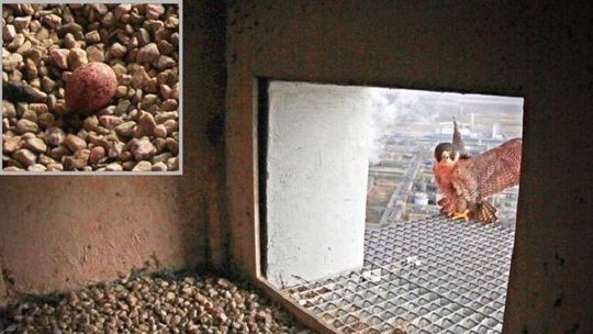 Idzie wiosna. Puławskie sokoły będą miały młode