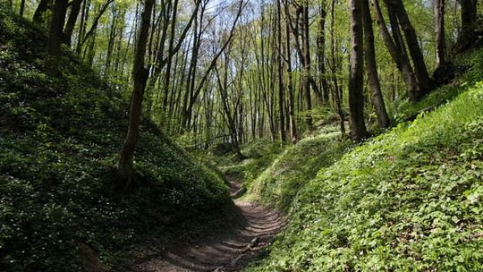 Idziesz do lasu? Uważaj na lisie szczepionki