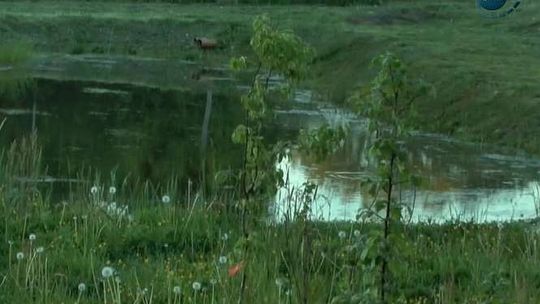 Ignalin: 4-latek utonął w przydomowym oczku wodnym 