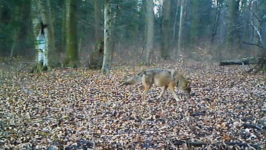 Ile jest wilków i rysi w Roztoczańskim Parku Narodowym?