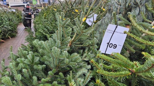 Ile kosztują choinki w Lublinie w 2025 roku? Porównanie cen na rynku, u lokalnych sprzedawców i w marketach Ile kosztują choinki w Lublinie w 2025 roku? Porównanie cen na rynku, u lokalnych sprzedawców i w marketach