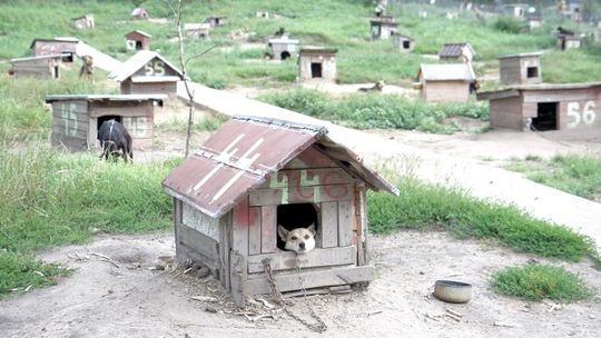 Ile kosztuje gminę każdy bezdomny pies
