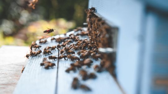 Ile są warte ule na wieżowcach? "Przerażają mnie ule na dachach"
