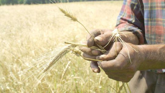 Ile zarabia rolnik w woj. lubelskim?