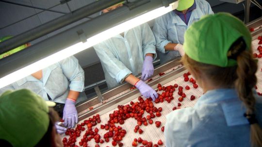 "Ileż jeszcze czasu mamy być tym feudalnym chłopem?" Spółka z woj. lubelskiego ma już 11 mln zł długu