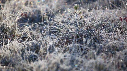 IMGW ostrzega: przymrozki nie odpuszczają