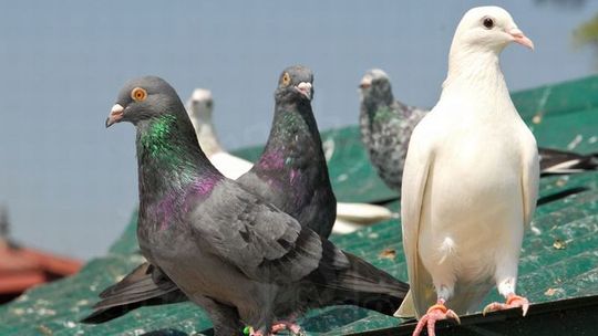 Indie. Gołąb trafił za kratki. Straż Graniczna podejrzewa go o szpiegostwo 