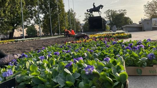 Inne kończą wegetację, a one nadal kwitną. Ponad 8 tysięcy tych kwiatów ozdobi Lublin 