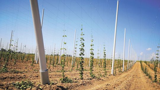 Innowacyjna plantacja chmielu koło Lublina. Nie ma takiej na świecie