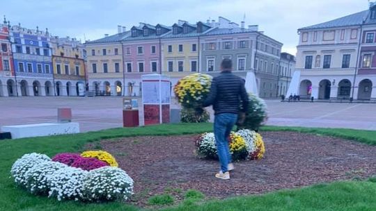 Interwencyjny skup chryzantem. Rynek Wielki w Zamościu zyskał na urodzie