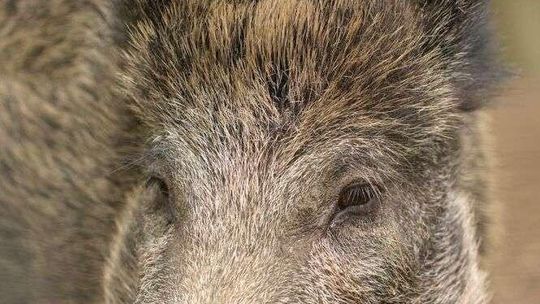 Inwazja chorych dzików. Rośnie liczba przypadków ASF