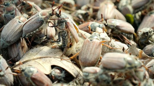 Inwazja chrabąszczy w woj. lubelskim. Uwaga na opryski! [zdjęcia]