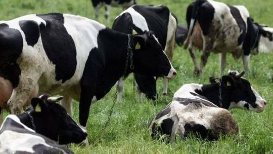 Inwestycja w krowy. Chcieli pieniędzy na gigantyczne stado, ale prawda wyszła na jaw