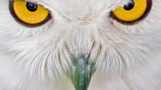 IUCN: Ponad 11 tys. gatunków zwierząt zagrożonych wyginięciem