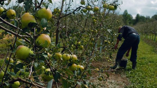 Jabłka tanie - zakład stanie. Dzisiaj protest przed przetwórniami. "Cena 15 gr to skandal!"
