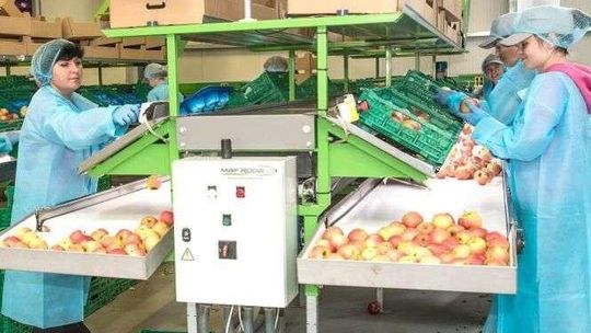 "Jabłko Lubelskie" ma być widoczne i rozpoznawalne. Marka rusza na podbój rynków
