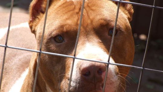 Jacksonville: Pitbull zaatakował noworodka. Dziecko zmarło