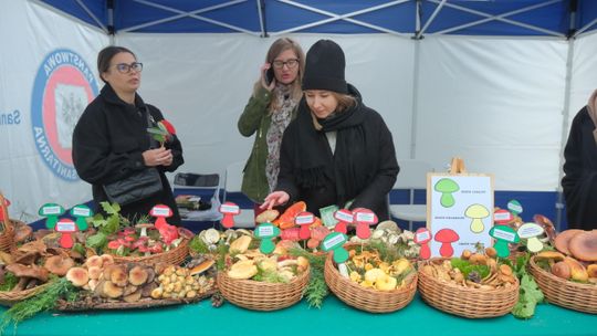 Jadalny czy trujący? Dowiedz się więcej o grzybach