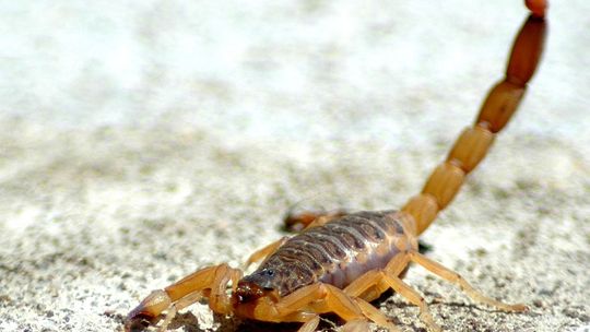 Jadowity skorpion uciekł z terrarium i ukąsił mężczyznę