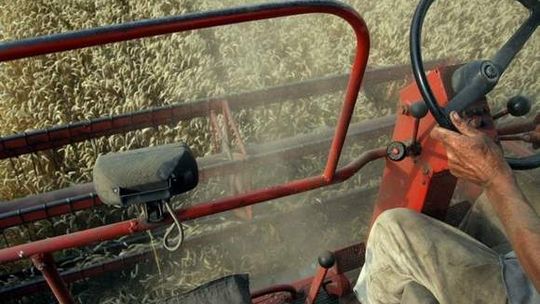 Jagodne: Spadł z kombajnu, zginął pod kołami