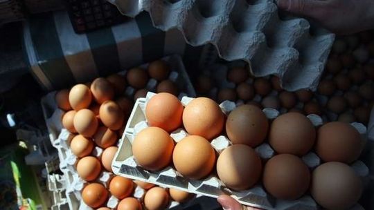"Jaj jest o połowę mniej niż być powinno". Kury nie chcą się nieść, święta będą droższe
