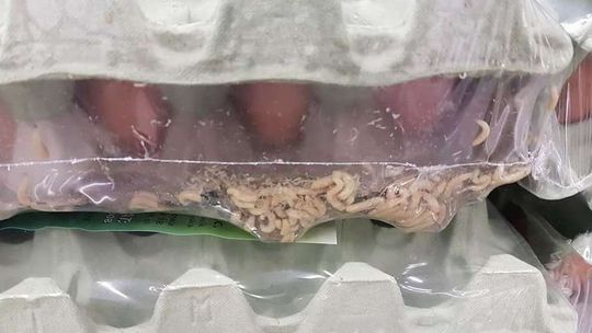 Jajka z larwami w hipermarkecie w Lublinie. Co na to przedstawiciele sklepu? [wideo]