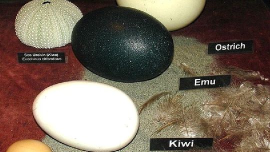 Jajko to cud natury. Najmniejsze, największe i najdziwniejsze