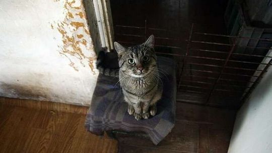 Jak chory kot zadłużył panią Annę