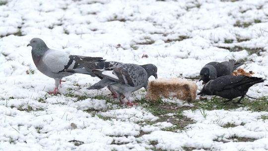 Jak długo zostanie z nami zimowa aura? Prognoza pogody na najbliższe dni