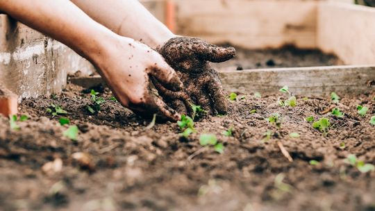 Jak dobrać nawóz do roślin ogrodowych i balkonowych?