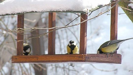 Jak dokarmiać ptaki? Warsztaty w Kazimierzu Dolnym
