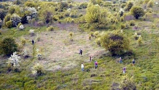 Jak dużo górek czechowskich pod zabudowę?
