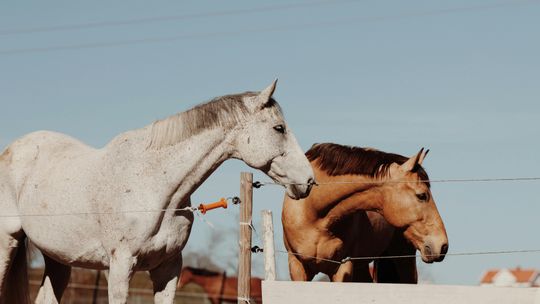 Jak działa pastuch elektryczny?
