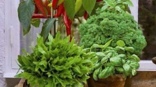 Jak hodować w domu rośliny jadalne?