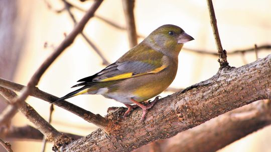 Jak karmić ptaki zimą? Ani okruszka! "Ważne, żeby w karmniku nie było chleba"