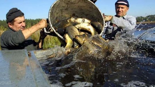 Jak kupić dobrą rybę na święta? Na co uważać? [porady]