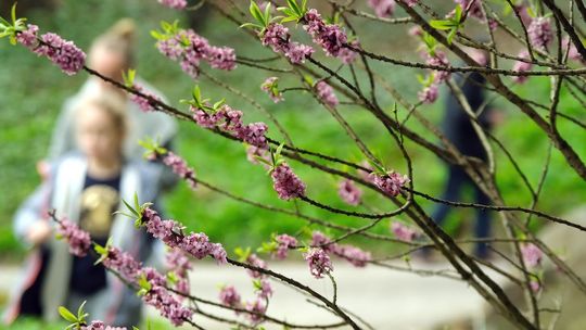 Jak ma wyglądać przyszłość zieleni w Lublinie? Można zgłaszać swoje wnioski