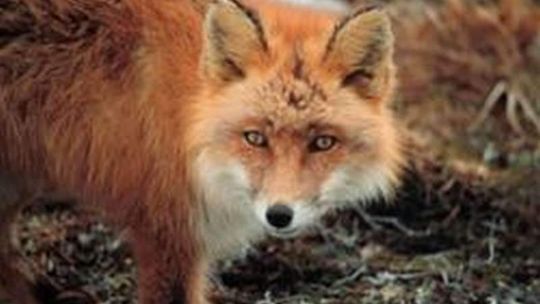 Jak nie wąglik, to wścieklizna. "Plagi egipskie" w jednej wsi