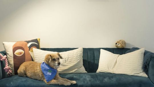 Jak nowoczesne meble tapicerowane zmieniają wystrój wnętrz?