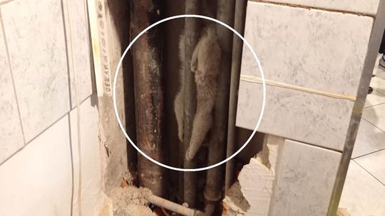 Jak on to zrobił? Mieszkańcy przez kilka godzin słyszeli miauczenie w ścianie bloku