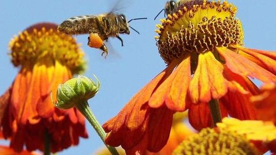Jak owady inspirują naukowców. Powstały budowle i narzędzia