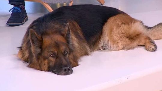 Jak pomóc zwierzętom przetrwać fajerwerki i wybuchy na sylwestra?