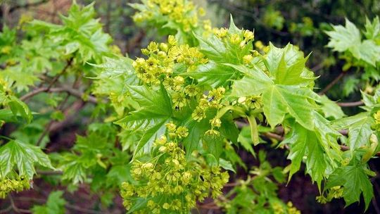 Jak przesadzić drzewo?