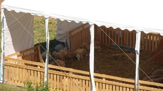 Jak przyciągnąć turystów nad Bug? Pomóc mają nawet owce