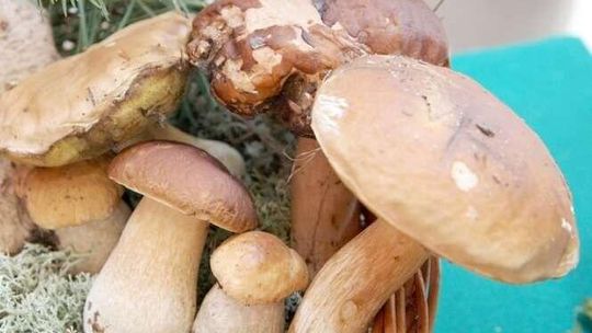 Jak przygotować grzyby? Po lwowsku, w śmietanie, a może w miodzie?