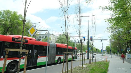 Jak radzą sobie drzewa wzdłuż Al. Racławickich? Nie ma powodów do radości