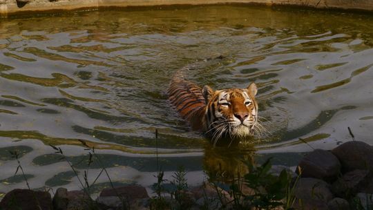 Jak radzić sobie z upałami? Tygrys Wincent z ZOO w Zamościu zaleca zimną kąpiel