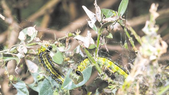 Jak radzić sobie ze szkodnikami w ogrodzie? Warto poczekać na naturalnych wrogów