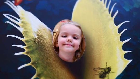 Jak rośliny polują na owady? Festiwal Roślin Owadożernych w Tarasach Zamkowych