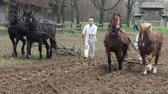 Jak się kiedyś orało? Orka konna w skansenie
